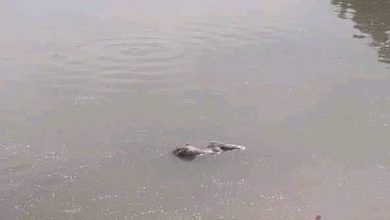 Photo of जिराभवानी गाउँपालिकामा पोखरीमा डुवेर एक युवकको मृत्यु