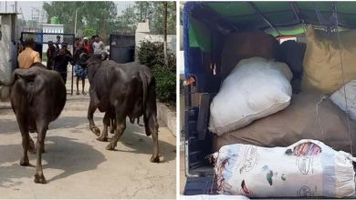 Photo of ११ लाख बराबरको चोरी पैठारीको लताकपडा, कस्मेटिक सामान तथा चौपाया बरामद गरी भन्सार दाखिला ।