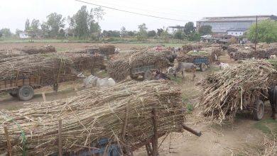 Photo of किसानलाई सधैंको सास्ती : सरकारले मूल्य नतोक्दा बारीमै सुक्नै लागे करोडौंका उखु
