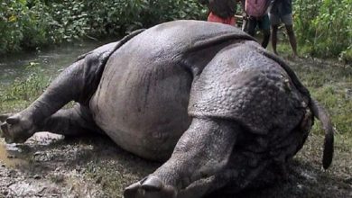 Photo of चितवन राष्ट्रिय निकुञ्जमा साउनयता १९ गैँडा मरे, दुई वटा चोरी सिकारीले मारेको आशङ्का