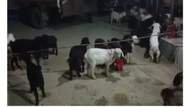 Photo of रक्सौल प्रहरी द्वारा महागढीमाई मन्दिरतर्फ ल्याइएका खसी, बोका, राँगा तथा अन्य पशुपक्षीलाई नियन्त्रणमा