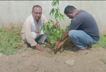 Photo of ४४औँ बीपी स्मृति दिवसको अवसरमा पटेर्वा सुगौली गाउँपालिकामा वृक्षारोपण तथा ‘जरा अभियान’ सम्पन्न